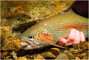 Read more about the article Rio Manso’s Epic Dry Fly Fishing