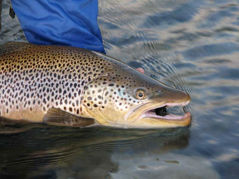 Releasing Trophy Argentina Brown Trout