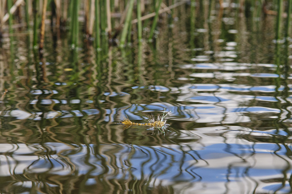 Damselfly Fly Pattern On Water