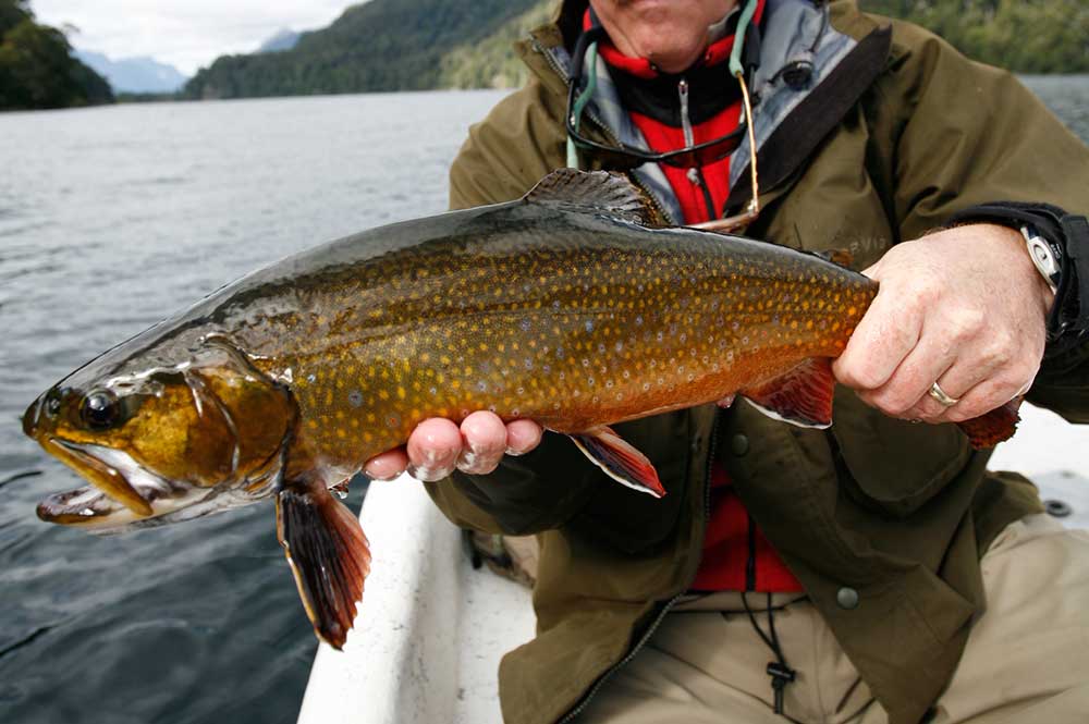 Lago Fonck Argentina Brook Trout