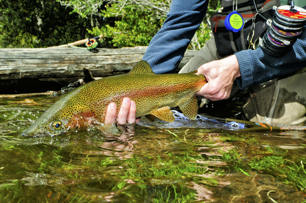 Lago Roca Rainbow Trout Argentina